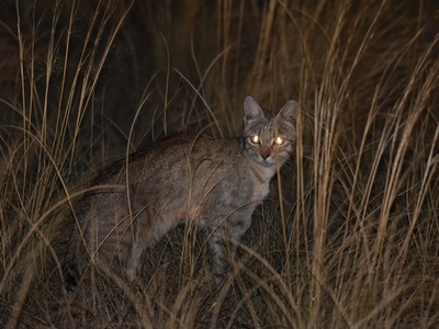 Asiatic wildcat