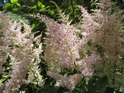 Astilbe
