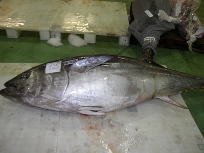 Atlantic bluefin tuna