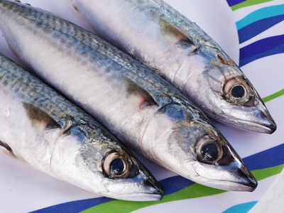 Atlantic mackerel