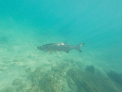 Atlantic tarpon