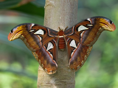 Atlas Moth