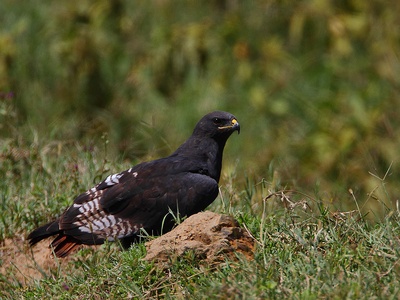 Augur buzzard