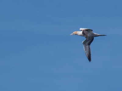Australasian Gannet