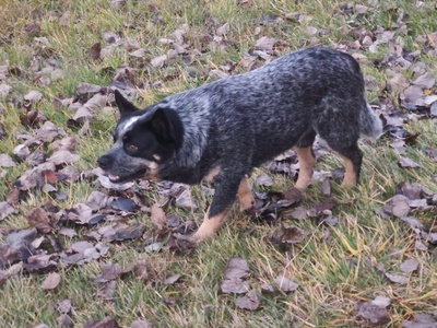 Australian Cattle Dog