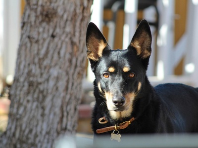 Australian Kelpie