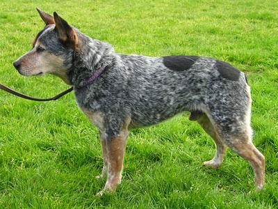 Australian Stumpy Tail Cattle Dog