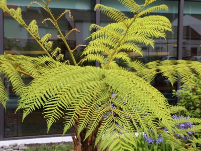 Australian tree fern
