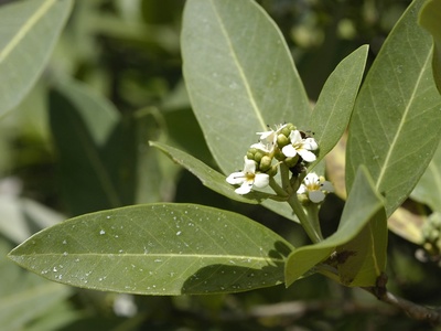 Avicennia