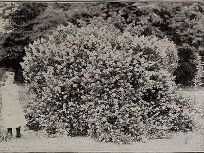 Azalea (Pink varieties)