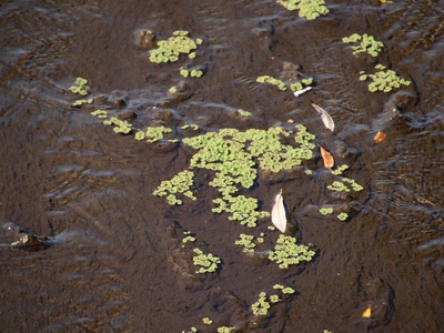 Azolla water fern