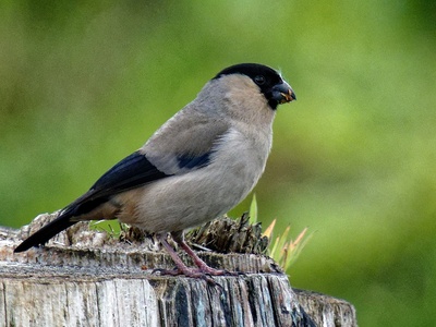 Azores Bullfinch