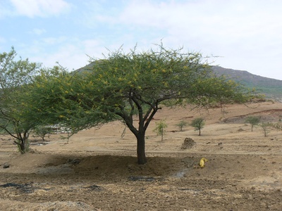 Babul (Gum Arabic tree)