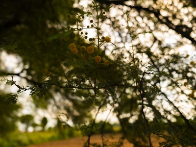 Babul (Yellow acacia)