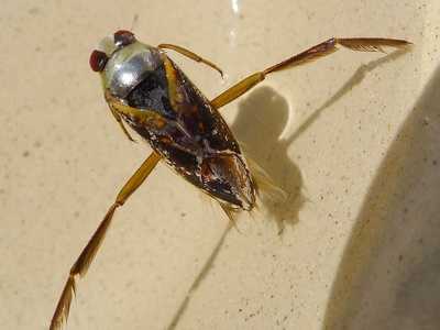 Backswimmer