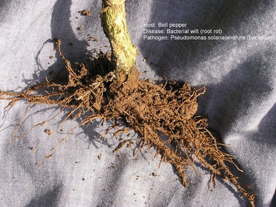 Bacterial wilt