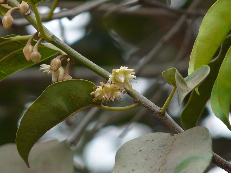 Trees of Bangladesh: The Complete List - Flora Fauna Fun