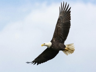 Bald Eagle