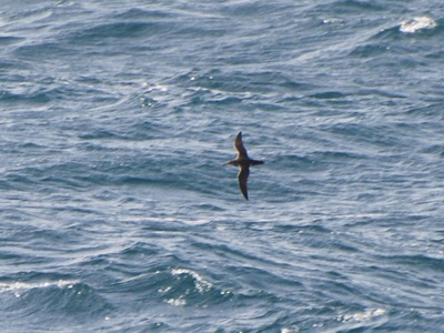 Balearic shearwater