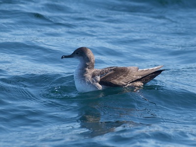 Balearic shearwater