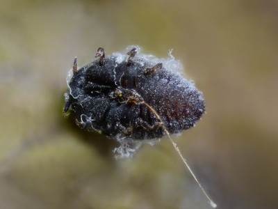 Balsam woolly adelgid