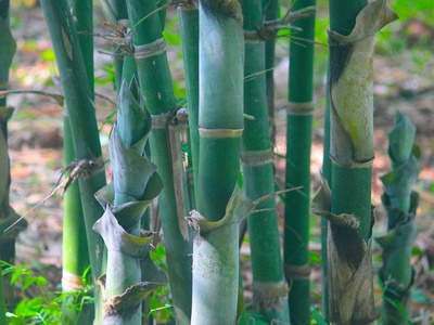Bamboo (tulda)