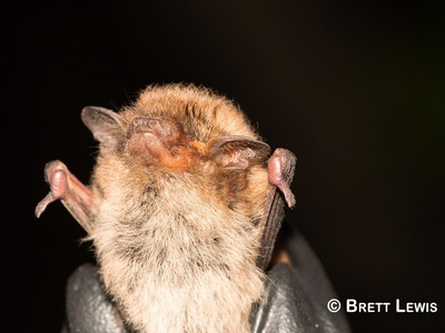 Banana Pipistrelle