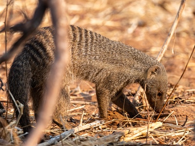 Banded Mongoose