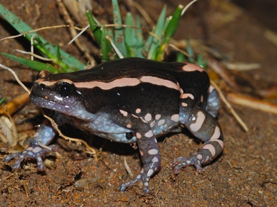 Banded Rubber Frog