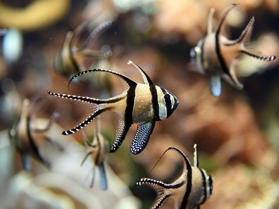 Banggai cardinalfish