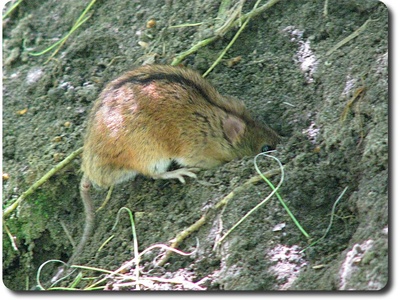 Bank vole