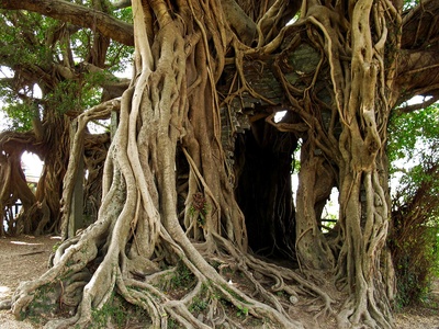 Banyan