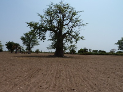 Baobab (community use)