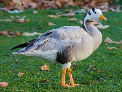 Bar-headed goose