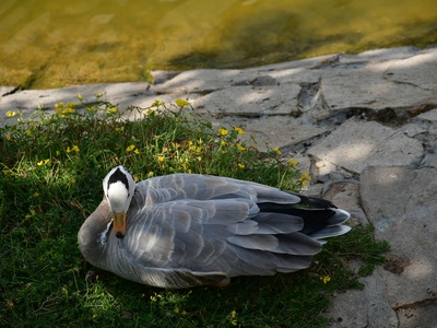 Bar-headed Goose
