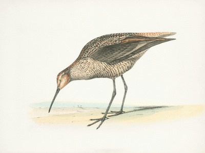 Bar-tailed Godwit