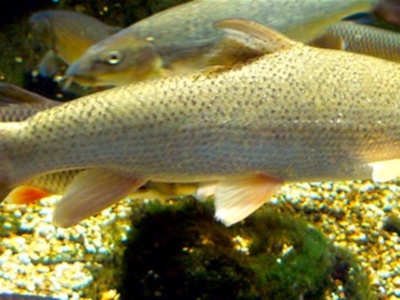 Barbel
