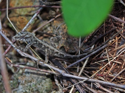 Bark anole