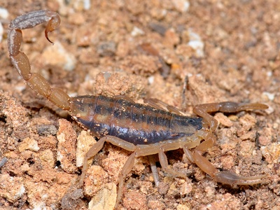 Bark scorpion
