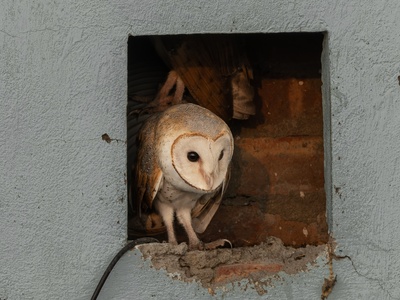 Barn owl