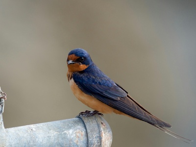 Barn swallow