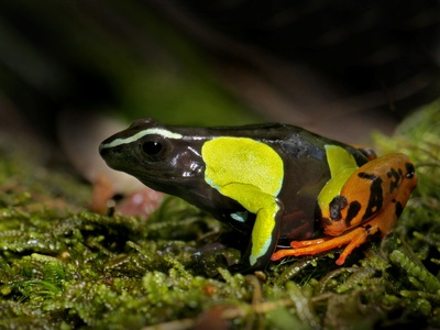 Baron's Mantella