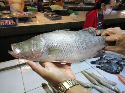 Barramundi (Asian sea bass)