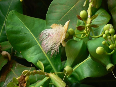 Barringtonia