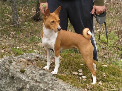 Basenji
