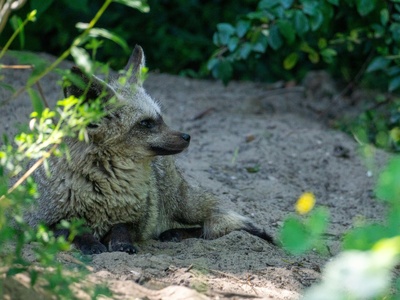 Bat-eared fox