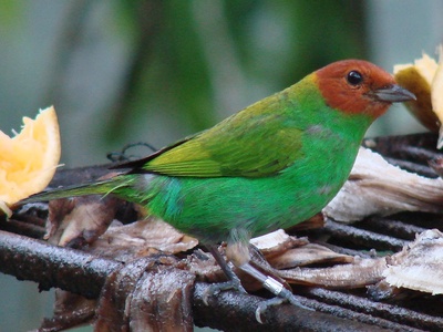 Bay‑headed Tanager