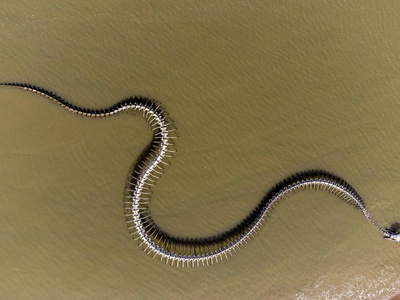 Beaked (shore) sea snake