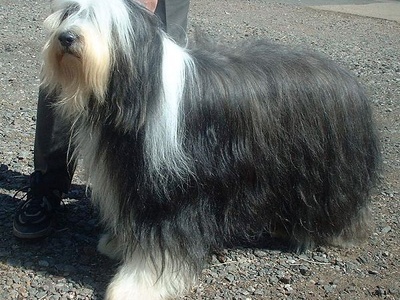 Bearded Collie