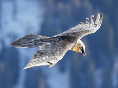 Bearded vulture (Lammergeier)